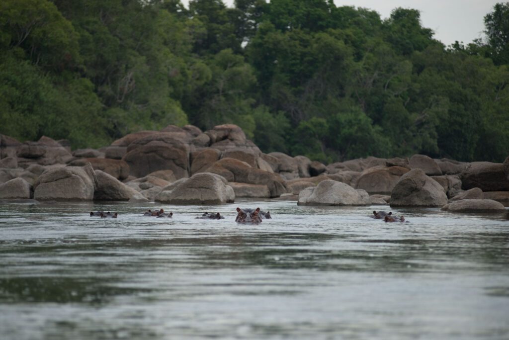 Boat cruise on the Kafue River