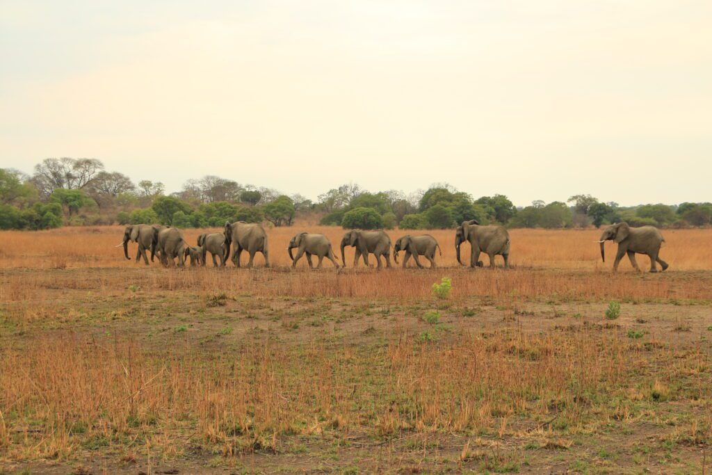 Wildlife and scenery in Kafue