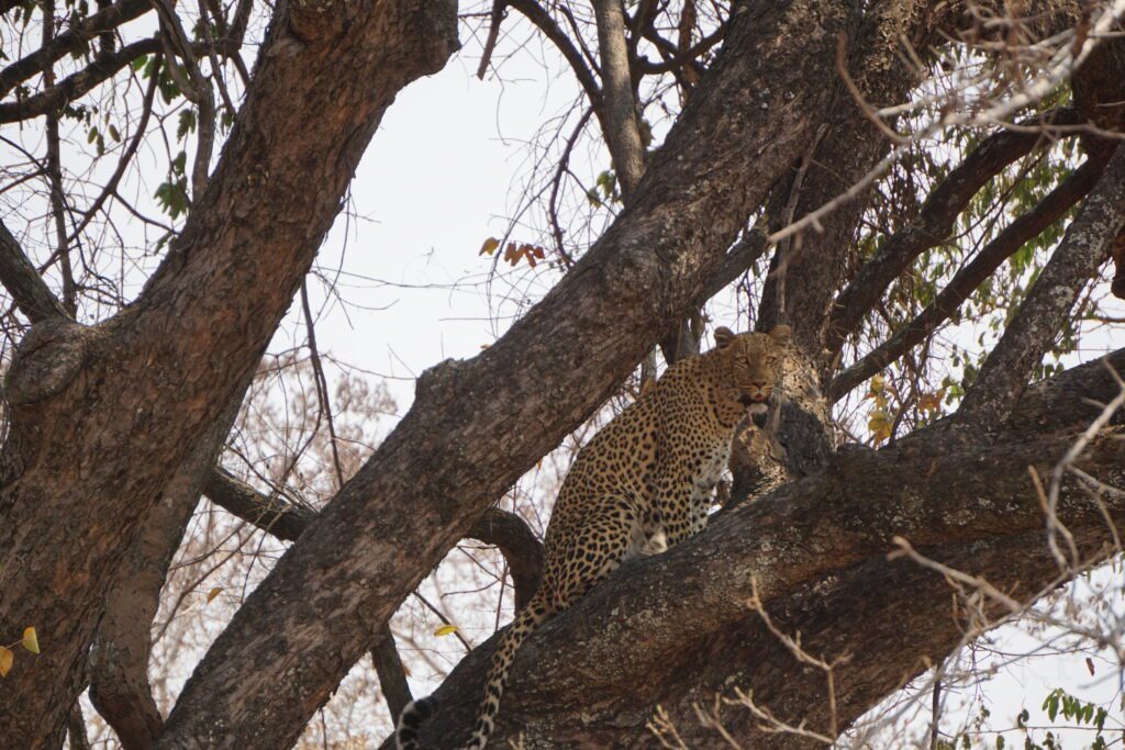 Kasabushi Camp gallery image 34