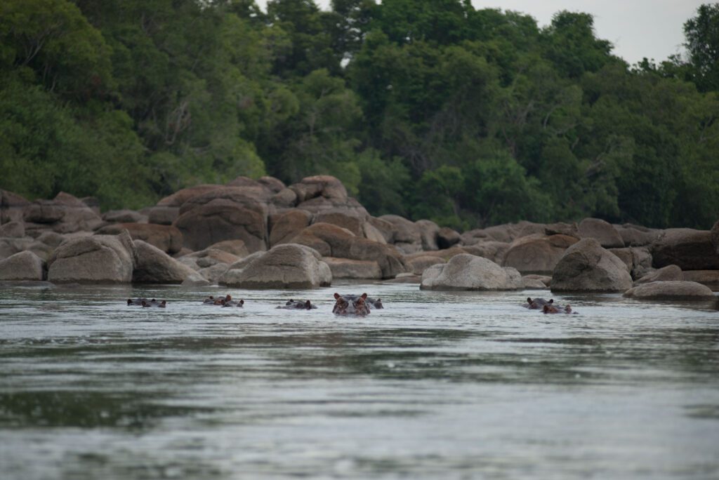 Kasabushi Camp Hippos